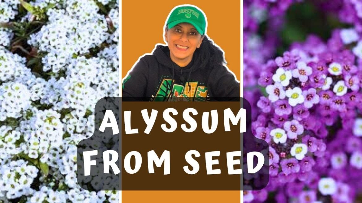 Grow Alyssum From Seed | Sowing Alyssum Seeds || Budget Gardening Grow Alyssum From Seed | Sowing Alyssum Seeds || Budget Gardening