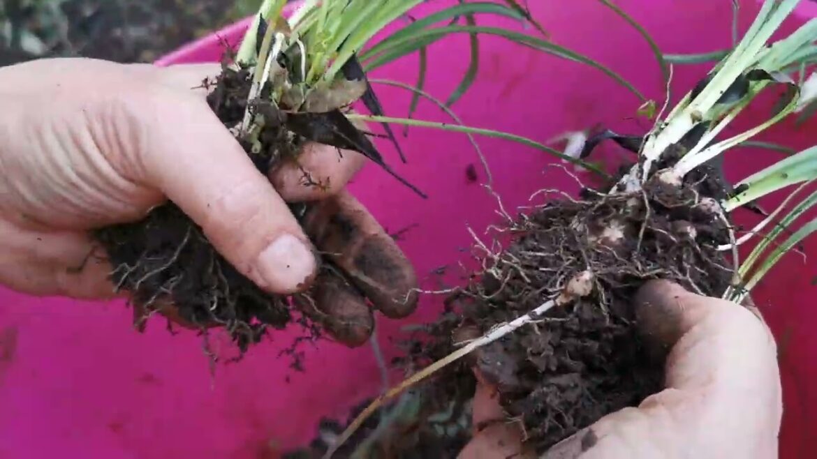 How to Split Snowdrops | Cottage Garden Tips 🌿❄️ #snowdrops #gardentips