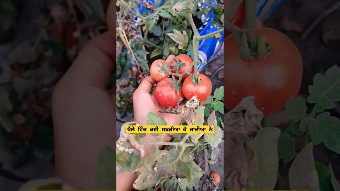 ideas for vegetables #vegetables #garden #terracegarden #ideas #shorts #yt  @OrganicGardening1918