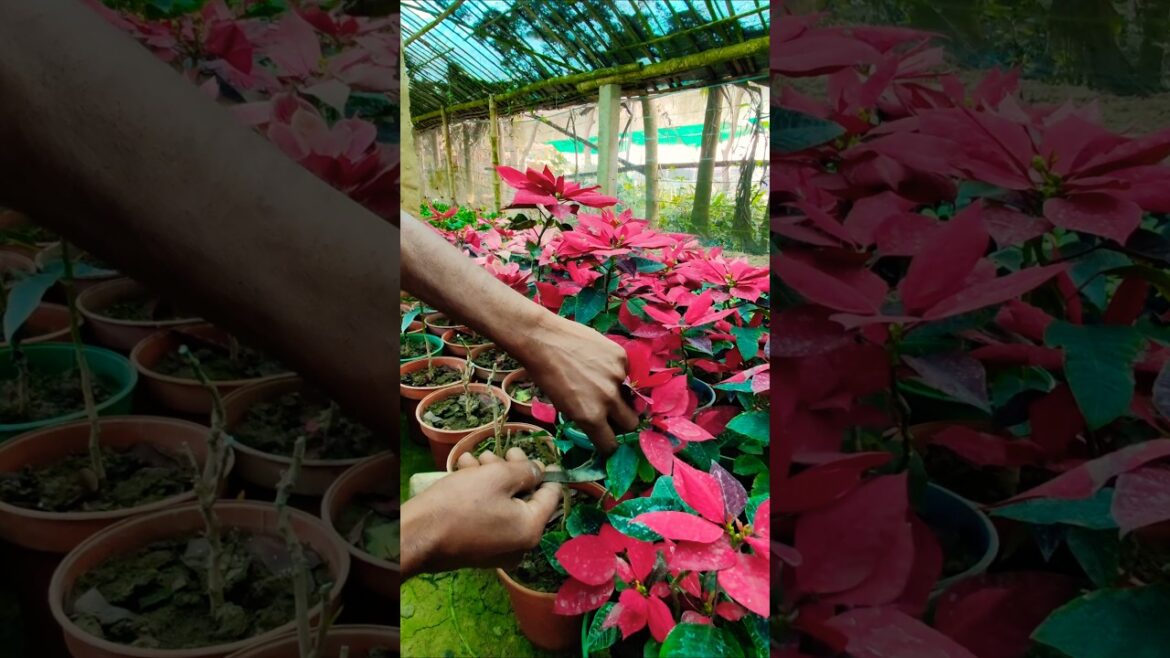 Multiply Your Poinsettias with This Simple Trick #shorts