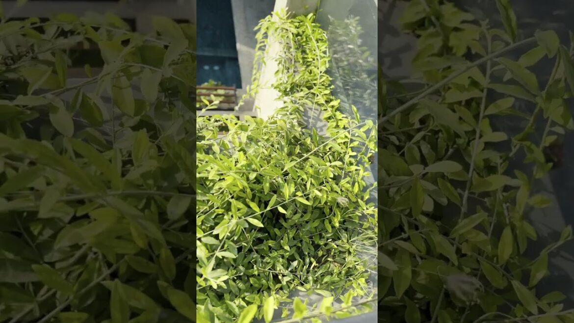 We Design Landscapes That Shine Around The Clock We Design Landscapes That Shine Around The Clock