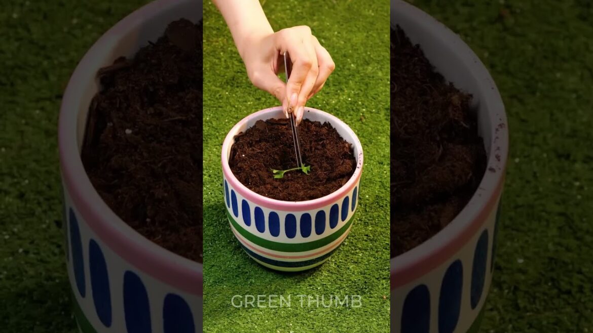 Gardening on a Budget: Secrets to Save Money & Time