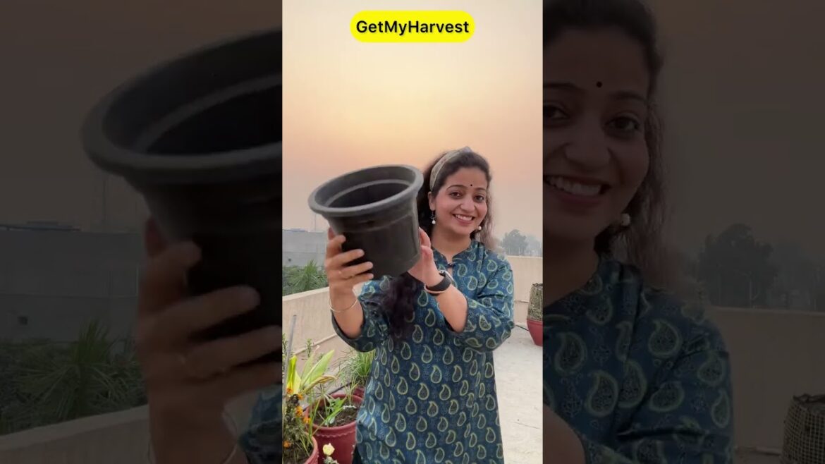 5 Garden Hacks jo 90% Gardeners nahi jante | Plant Hacks #shorts 5 Garden Hacks jo 90% Gardeners nahi jante | Plant Hacks #shorts