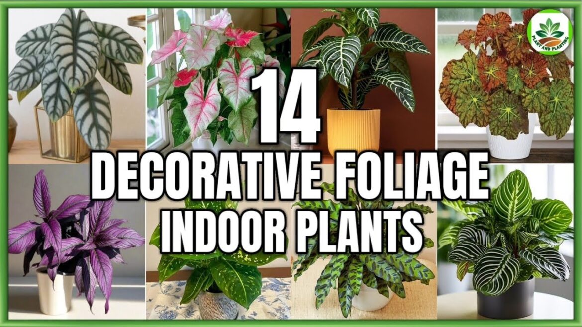 14 Best Decorative Foliage Indoor Plants | Indoor Decorative Foliage Plans | Plant and Planting