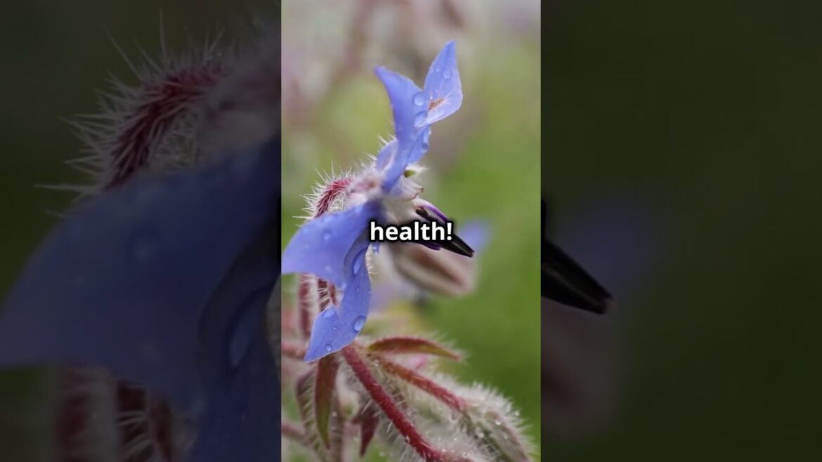 Borage – The Companion Plant Your Garden Needs! #CompanionPlant #PollinatorFriendly #EdibleFlowers