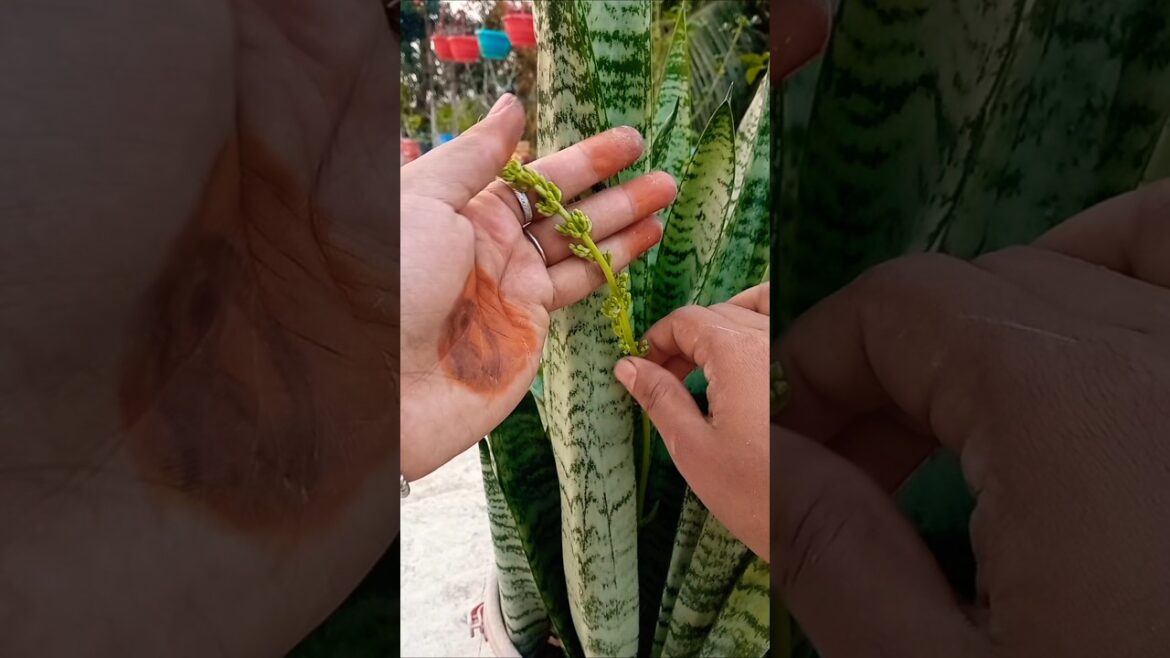 Snake plant flowers đą #gardening #āĻāĻžāĻĻāĻŦāĻžāĻāĻžāύ #snakeplants #flowers #gardeningtips #shorts #indoorplant Snake plant flowers đą #gardening #āĻāĻžāĻĻāĻŦāĻžāĻāĻžāύ #snakeplants #flowers #gardeningtips #shorts #indoorplant