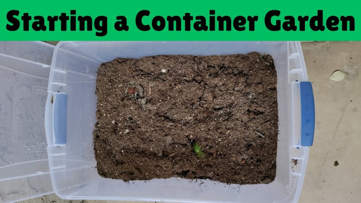 Starting a Container Garden on My Balcony  /  Easy Gardening in a Plastic Bin Starting a Container Garden on My Balcony  /  Easy Gardening in a Plastic Bin