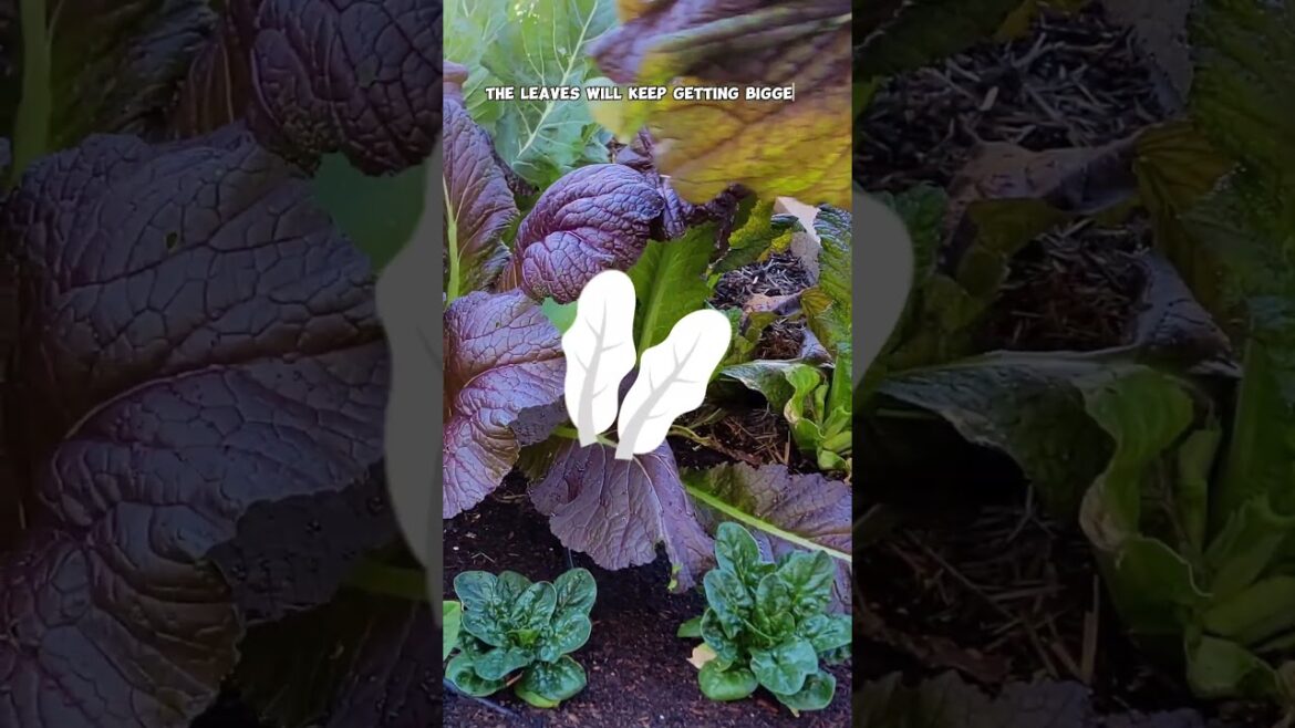 How to Grow Red Leaf Mustard – Easy Planting, Care & Harvesting Tips! 🌿