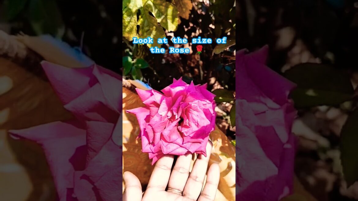 Beautiful grand Rose flower #rose #flowers #plants #nature #gardening #ytshorts #shortsfeed #shorts