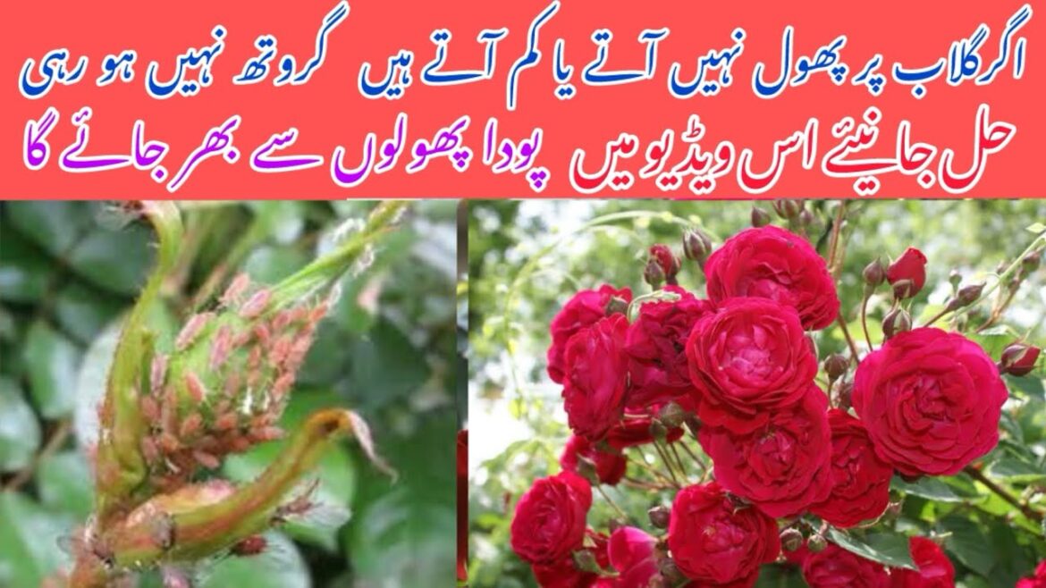 How to care rose plants | Gardening tips | Soil and Fertilizer