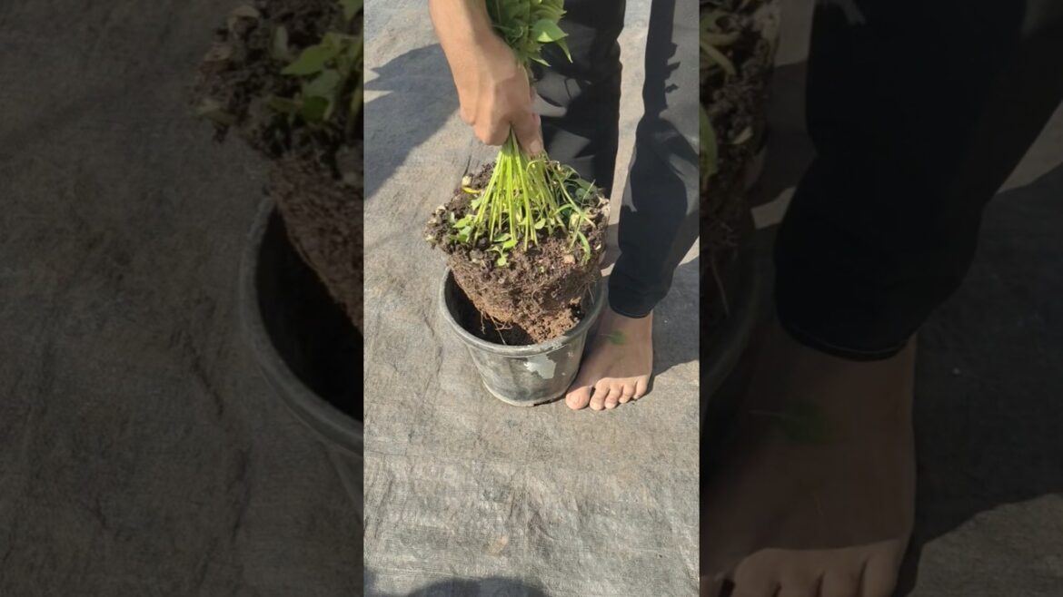 💯Grow 🔥Green Chilli Plants Like a Pro Expert Tips for Bountiful Harvest#organicgardening #shortsfeed