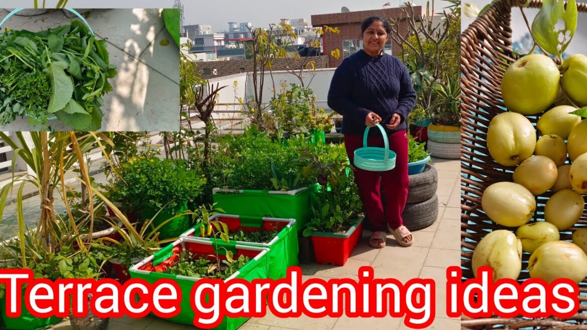 टैरेस गार्डन से तोड़ी खूब सारी ऑर्गेनिक सब्जी || vegetable gardening ideas for home 🏡 टैरेस गार्डन से तोड़ी खूब सारी ऑर्गेनिक सब्जी || vegetable gardening ideas for home 🏡