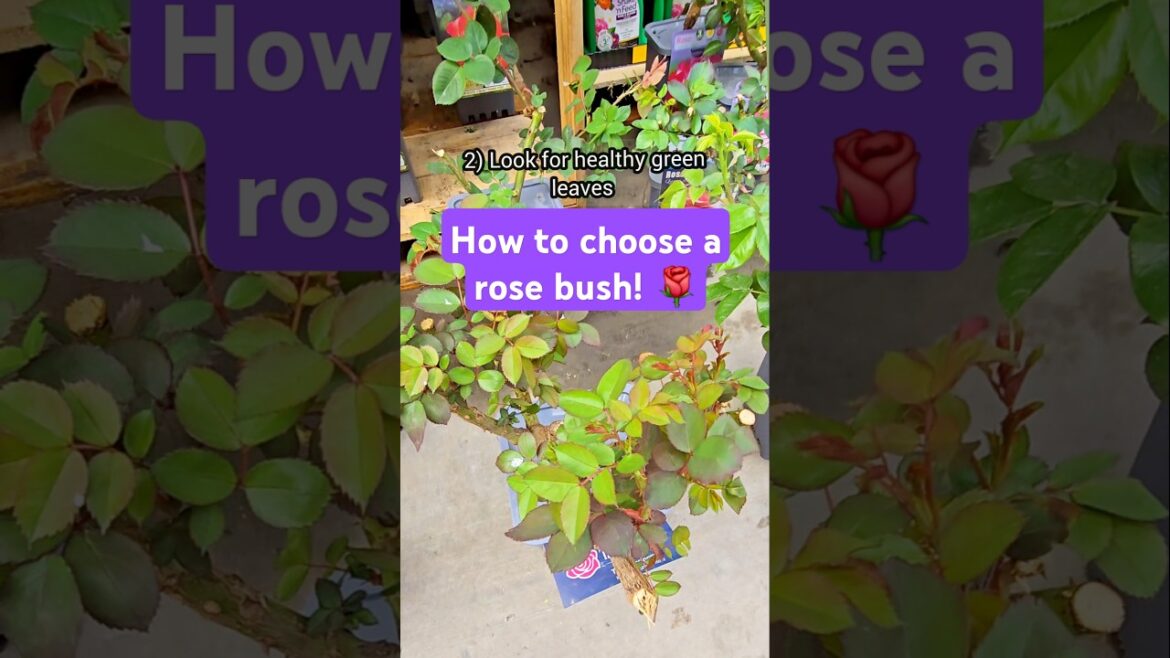 How to choose a rose bush #rosebush #gardentips #gardening