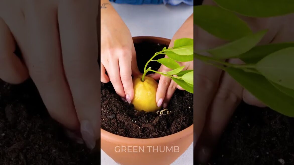 🌿Gardening Hacks 101: Expert Tips and Tricks for Success