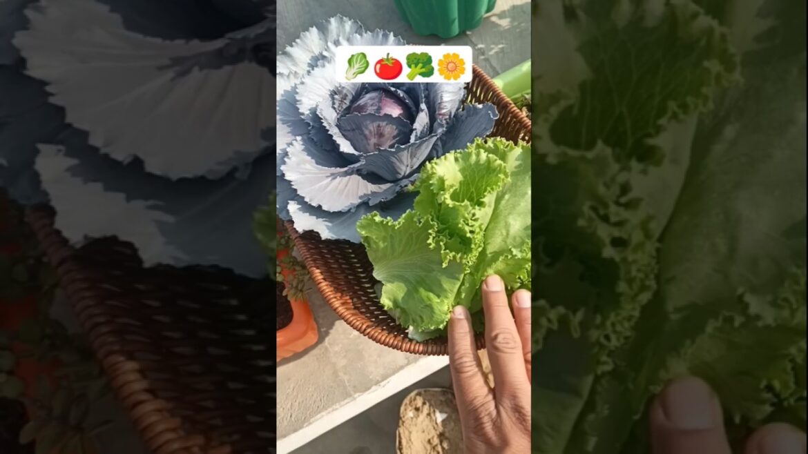 Fresh Harvest From My ROOFTOP Garden! #shorts #gardening Fresh Harvest From My ROOFTOP Garden! #shorts #gardening