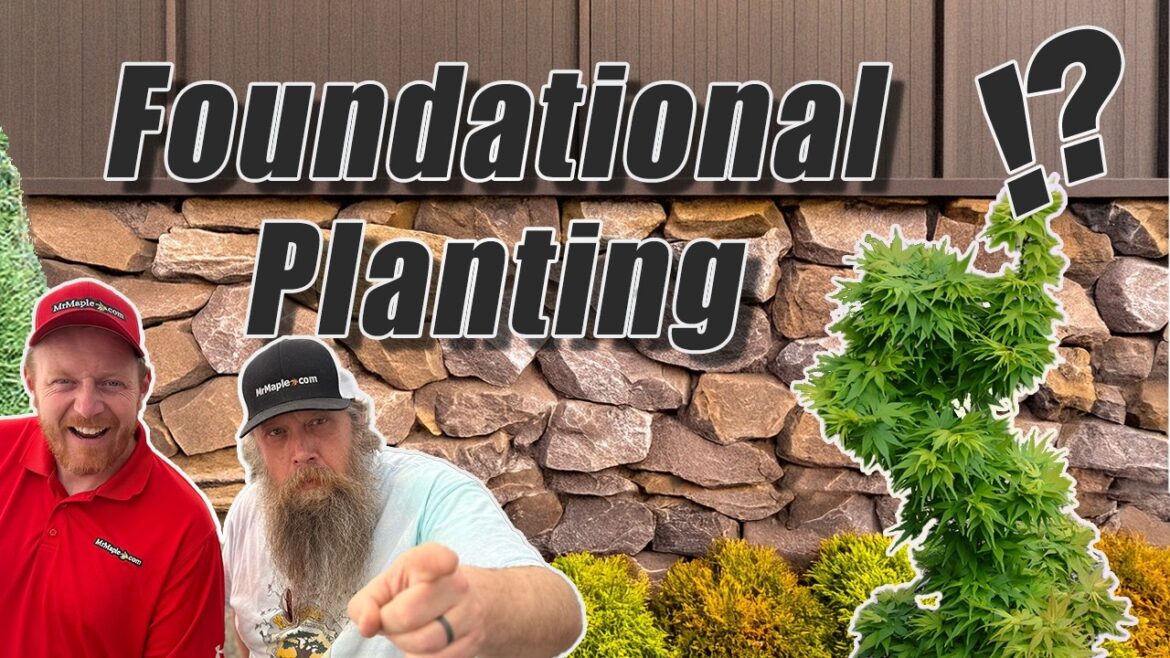 Foundational Planting with Japanese maples | Landscaping Your Garden by MrMaple