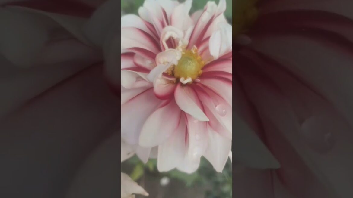 our garden #flowers #gardening #youtubeshorts #shorts#alka our garden #flowers #gardening #youtubeshorts #shorts#alka