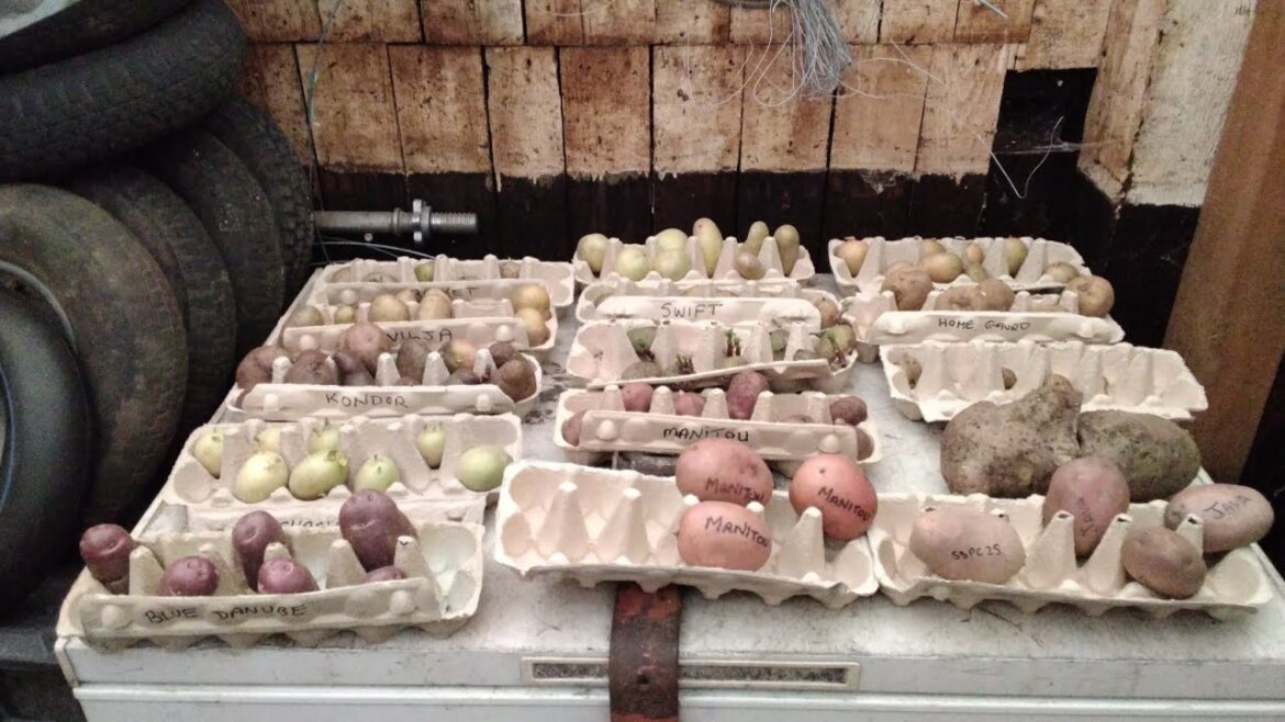 How Do I Store My Seed Potato To Ensue That I Never Have To Buy These Varieties Again  #SSPC2025