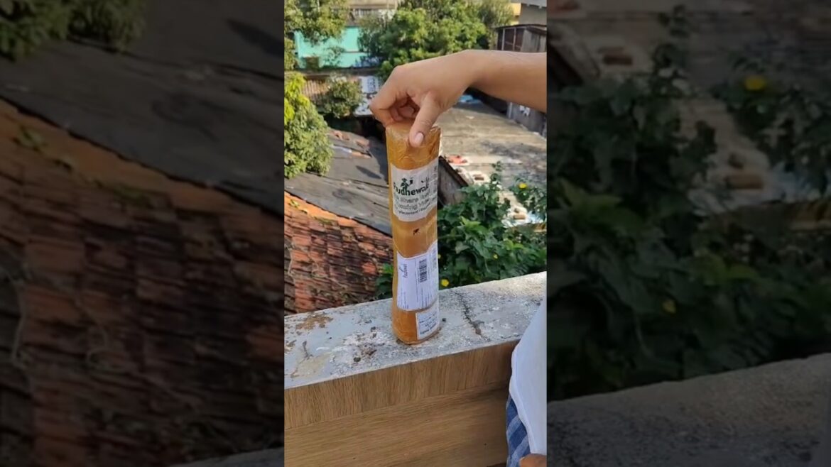 Paudhewale™ – Unboxing Live plant 🌵 – Palm 🌴 – Home delivery across India – Buy plants online. Paudhewale™ - Unboxing Live plant 🌵 - Palm 🌴 - Home delivery across India - Buy plants online.