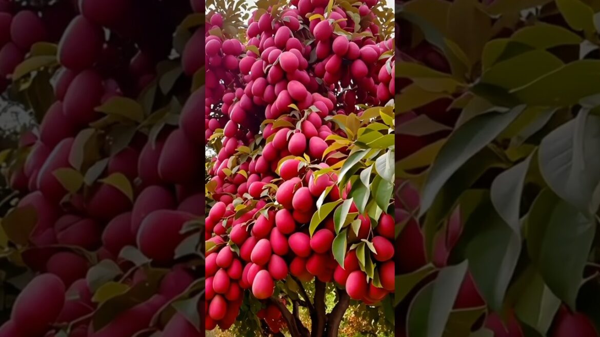 Expensive Fruits Grown in THIS Crazy Garden#fruit Expensive Fruits Grown in THIS Crazy Garden#fruit