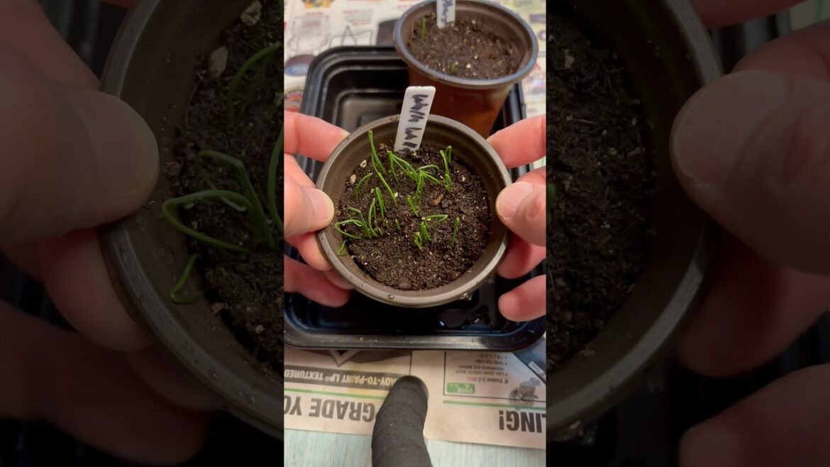 Starting Onions and Leeks from Seed. Progress Update. #vegetablegardening #seedstarting #gardening