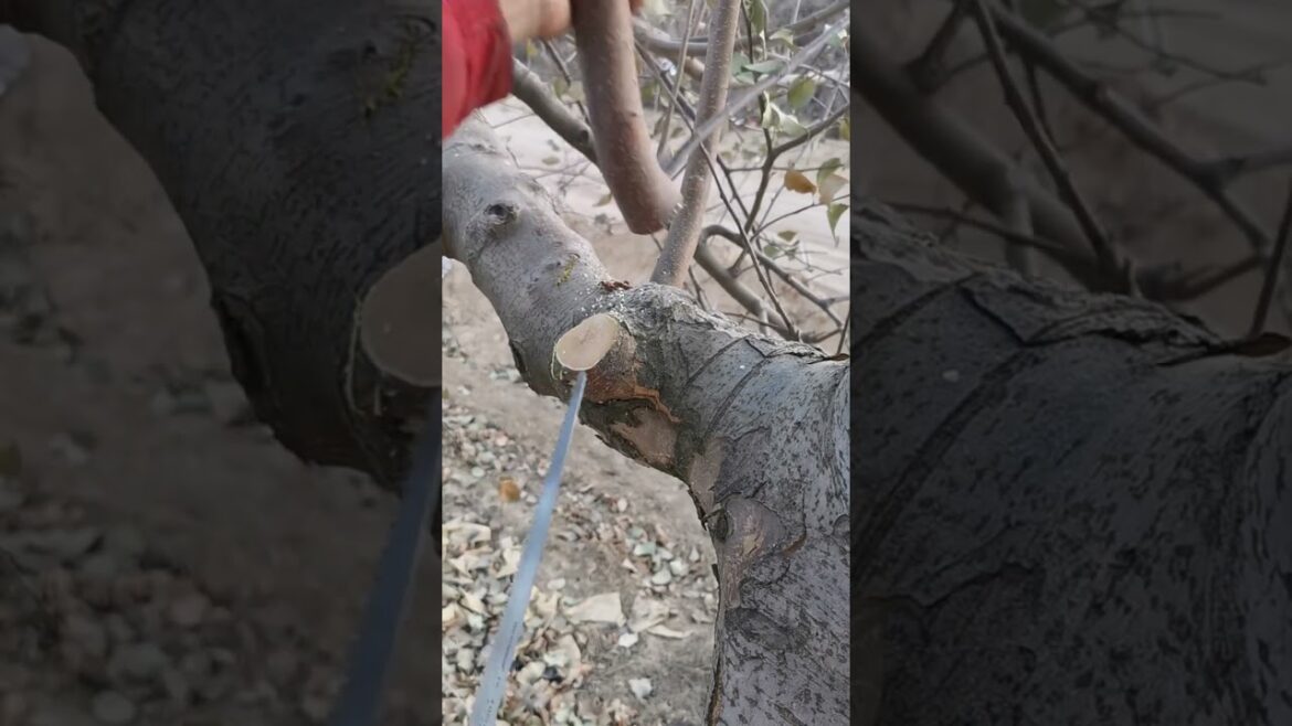 Japanese Jingxuan 270 fruit tree saw