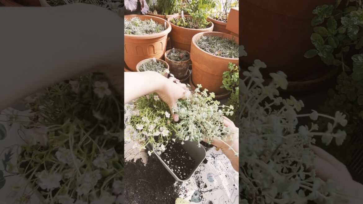Make a rockery perennial container with me #urbangardening #containergardening #balconygarden #asmr Make a rockery perennial container with me #urbangardening #containergardening #balconygarden #asmr
