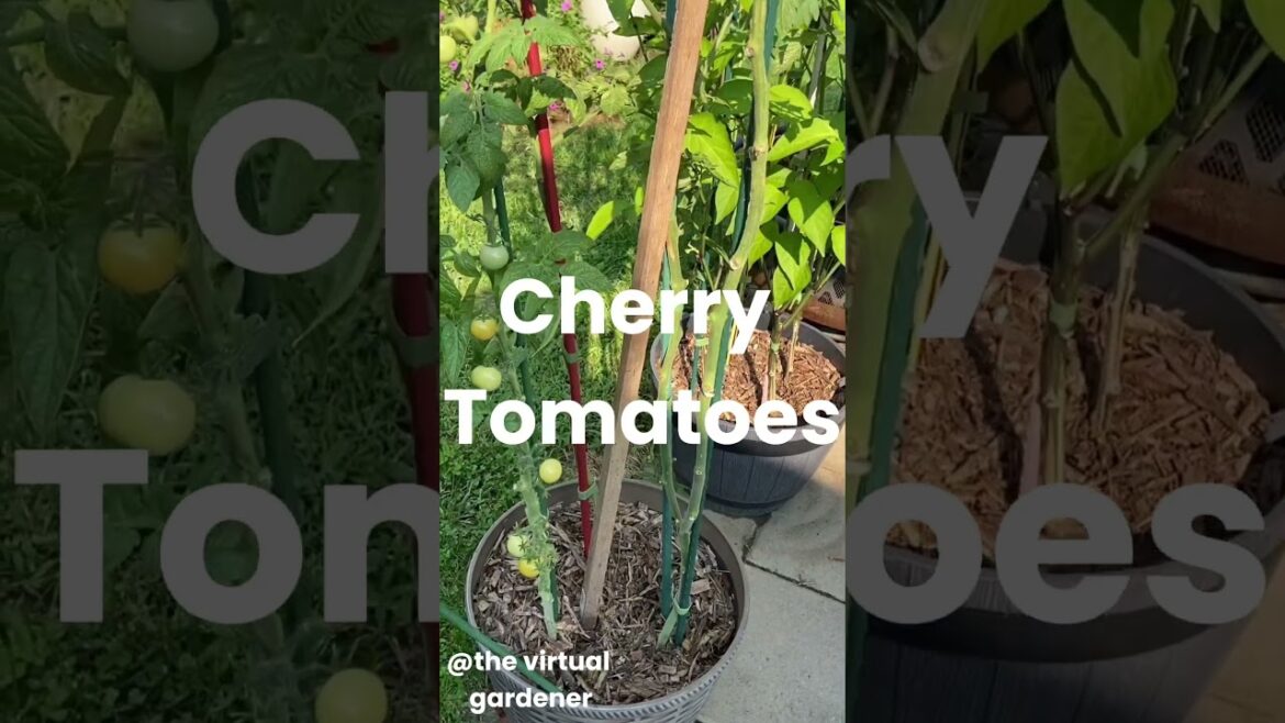 edible plants you can grow in small spaces