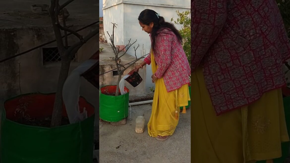 अब तो सब का ख्याल रखना पड़ता है #shortvideo #terracegardenindia #gardenideas #gardeningtips #shorts अब तो सब का ख्याल रखना पड़ता है #shortvideo #terracegardenindia #gardenideas #gardeningtips #shorts