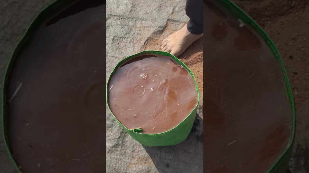 😲🤯Grow Palak😱🔥 at Home Easily Fresh & Healthy Spinach in 30 Days#organicgardening #shortsfeed#shorts