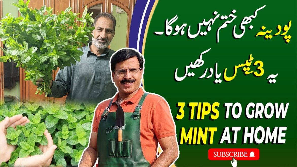 3 Tips To Grow Ton Of Mint In One Container | Gardening With Javed Iqbal 3 Tips To Grow Ton Of Mint In One Container | Gardening With Javed Iqbal