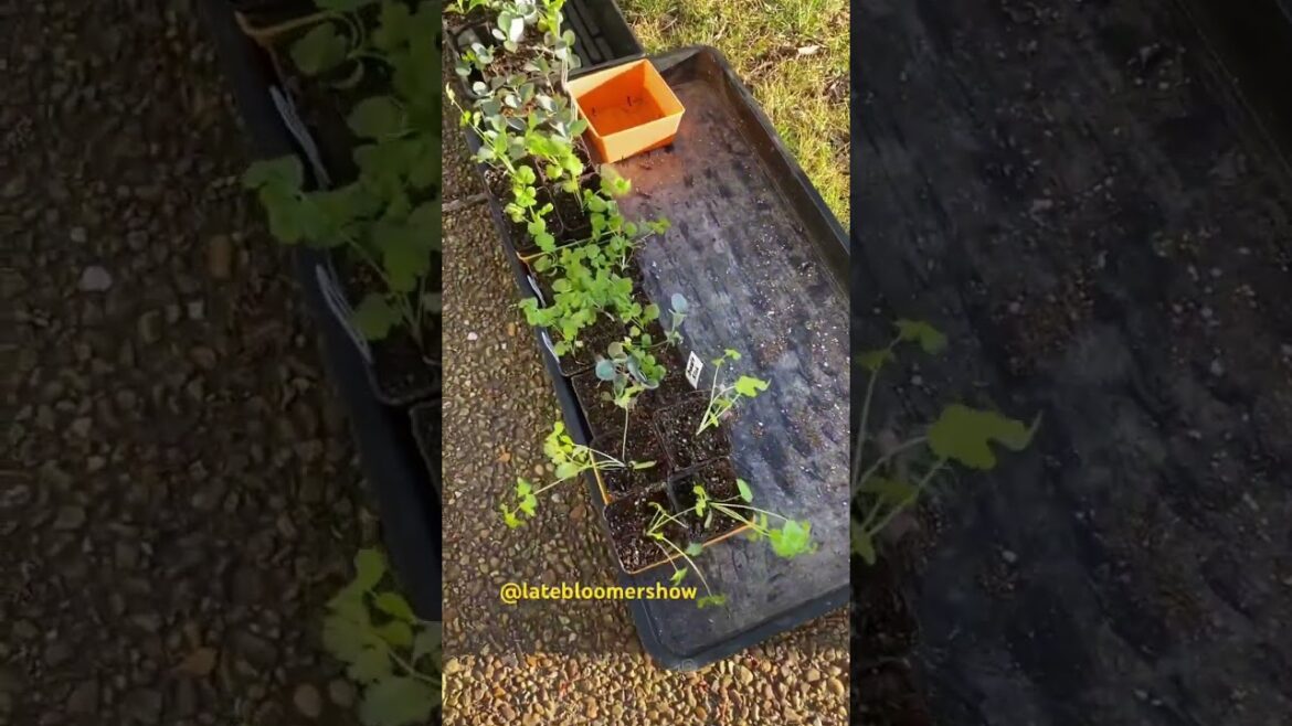 We’ve got SUN! Seedlings soaking it up!