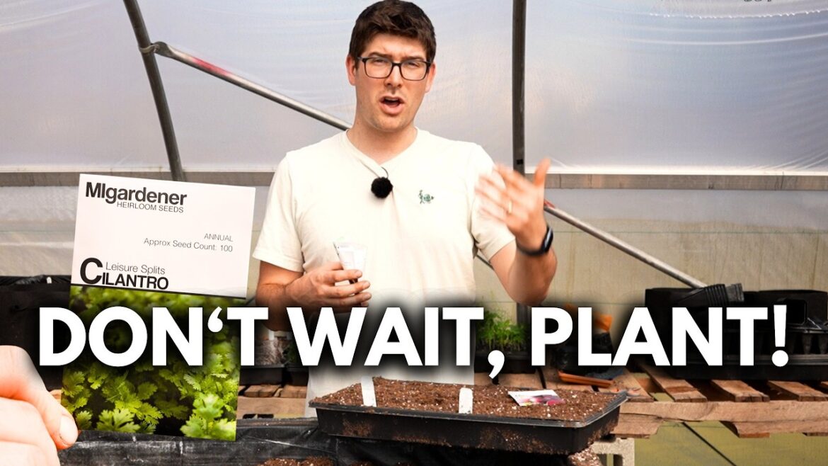 MIgardener: It’s Time! Seeds to Start NOW in Mid March! It's Time! Seeds to Start NOW in Mid March!