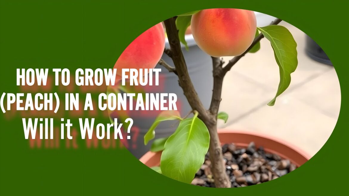 How to Grow Fruit In A Container