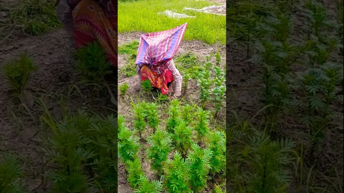 Weeding with Care: Woman Farmer Tending Marigold Garden! 🌿🌸 #shorts