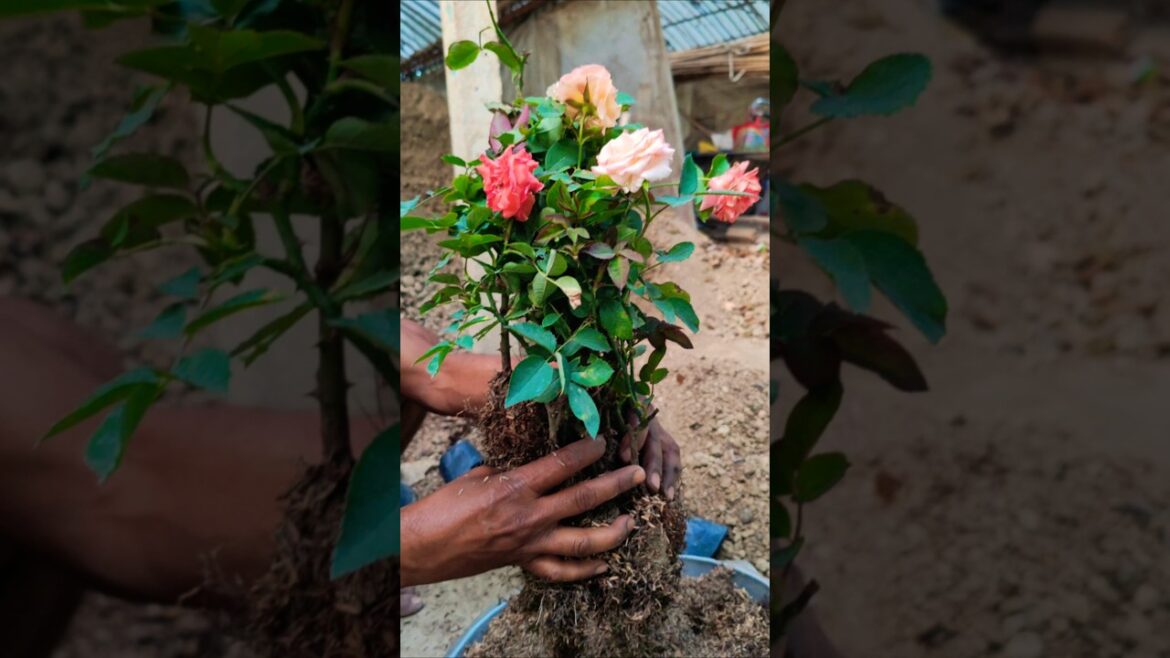Healthy Roots, Beautiful Blooms – Rose Transplantation Time🌹 #shorts Healthy Roots, Beautiful Blooms – Rose Transplantation Time🌹 #shorts