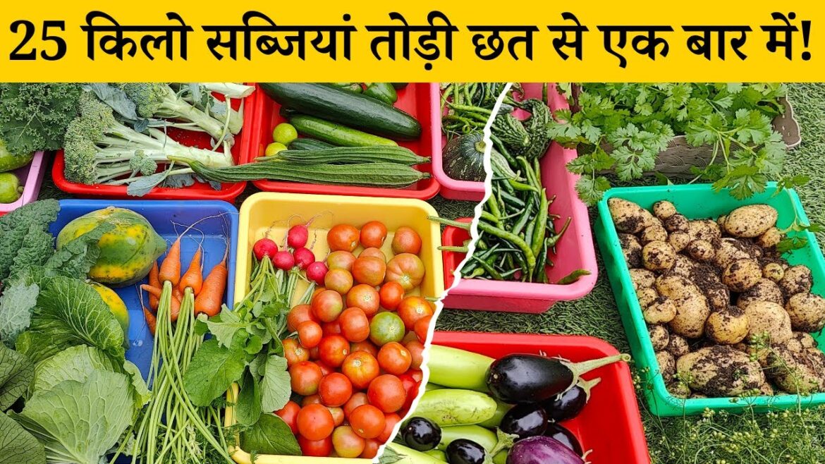 गजब हो गया 25 किलो सब्जियां तोड़ी टेरेस गार्डन से| Harvesting Fruits And Vegetables In Terrace Garden गजब हो गया 25 किलो सब्जियां तोड़ी टेरेस गार्डन से| Harvesting Fruits And Vegetables In Terrace Garden