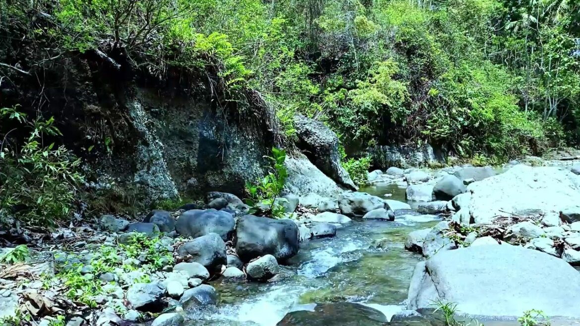 ASMR River & Bird Sounds in a Zen Garden with Flowing Water for Deep Relaxation ASMR River & Bird Sounds in a Zen Garden with Flowing Water for Deep Relaxation