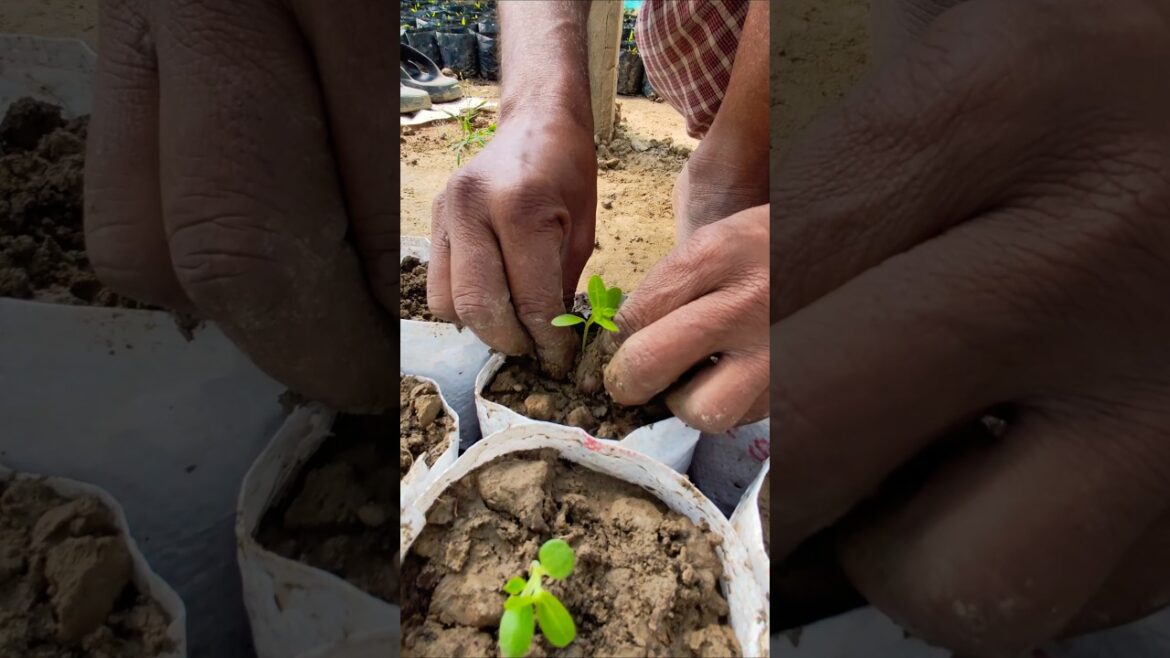 From Tiny Seedlings to Vibrant Zinnia: Transplanting for Bigger, Brighter Blooms #shorts