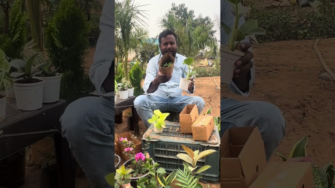 Barkin - Plantagrotech #plants #indoorplant #outdoorplants #garden #gardening #plantsupplyservices