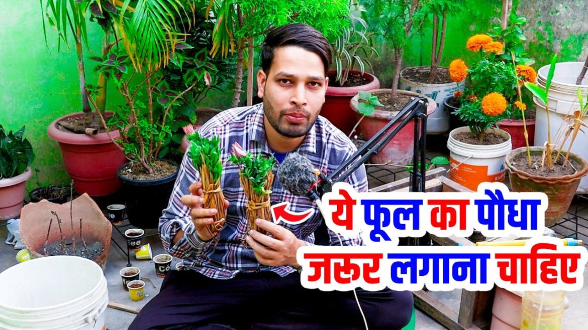 ये खूबसूरत फूल का पौधा सभी को जरूर लगाना चाहिए | Beautiful Flowers planting garden ideas for gardens