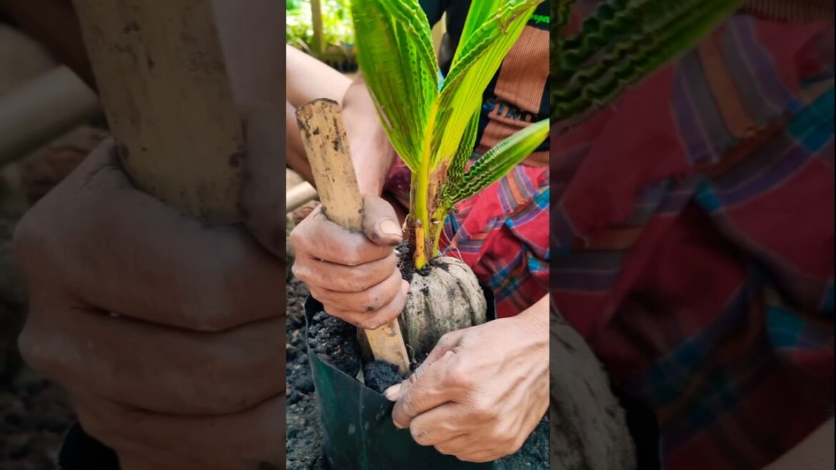 Best Way to Pot Coconut Seedlings for Faster Growth! 🚀 #shorts Best Way to Pot Coconut Seedlings for Faster Growth! 🚀 #shorts