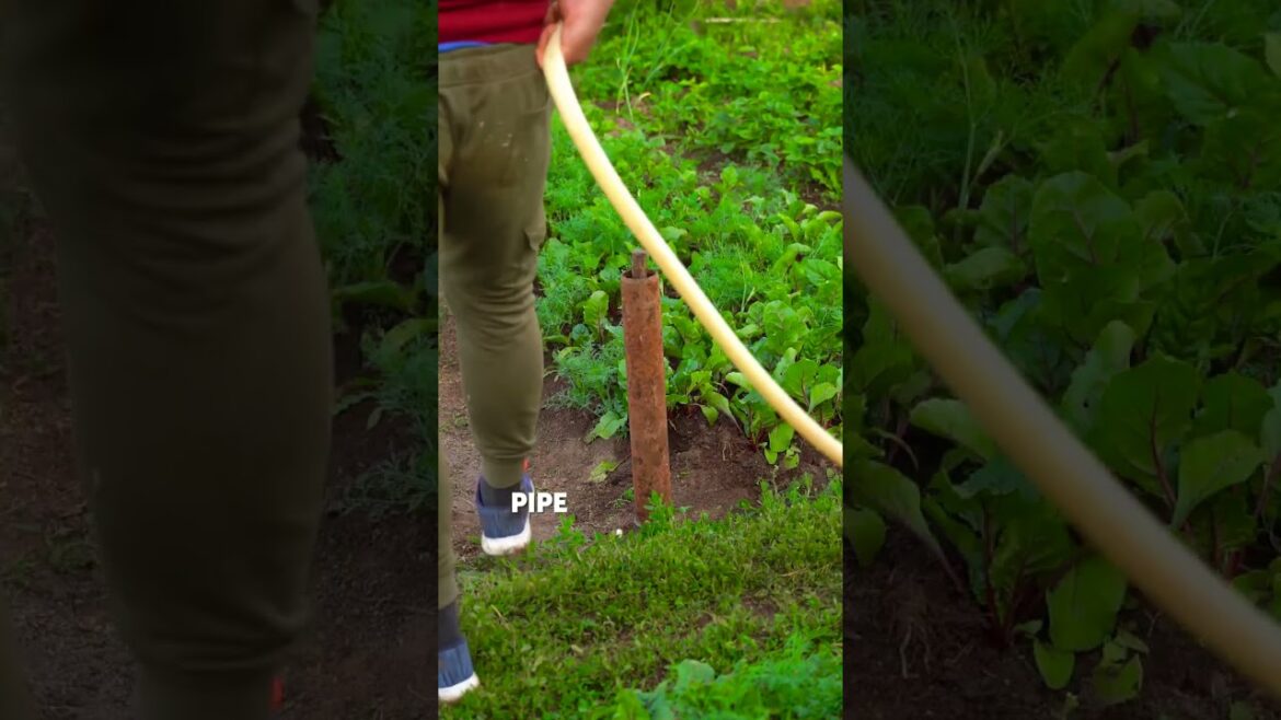 These incredible gardening hacks and tips will astound you 🥬 These incredible gardening hacks and tips will astound you 🥬