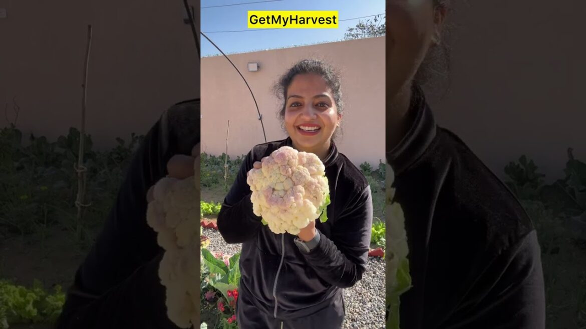 Bumper Harvest of Cauliflower | Ab is problem ko solve karna padega #gardening Bumper Harvest of Cauliflower | Ab is problem ko solve karna padega #gardening