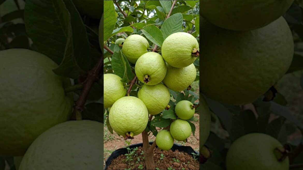 GUAVA Gardening Secrets You Need To Know #guava #gardenhacks