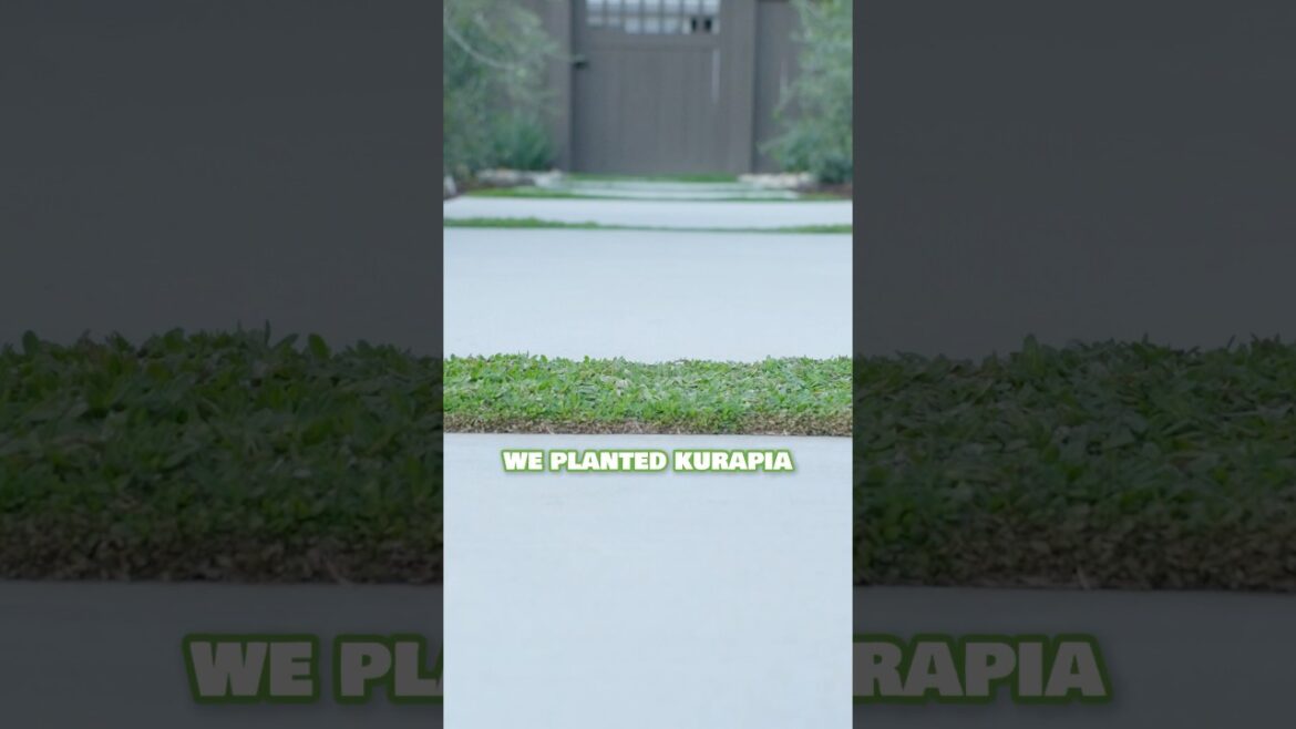 This water efficient ground cover looks so good here! #xeriscape This water efficient ground cover looks so good here! #xeriscape