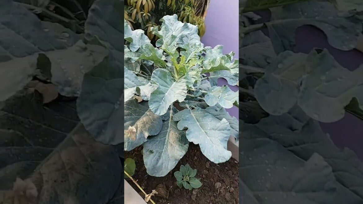 ছাদ বাগানে ব্রকলি গাছ।  #flowers #gardening#trends #explore #challengeshorts #nature #vagetables
