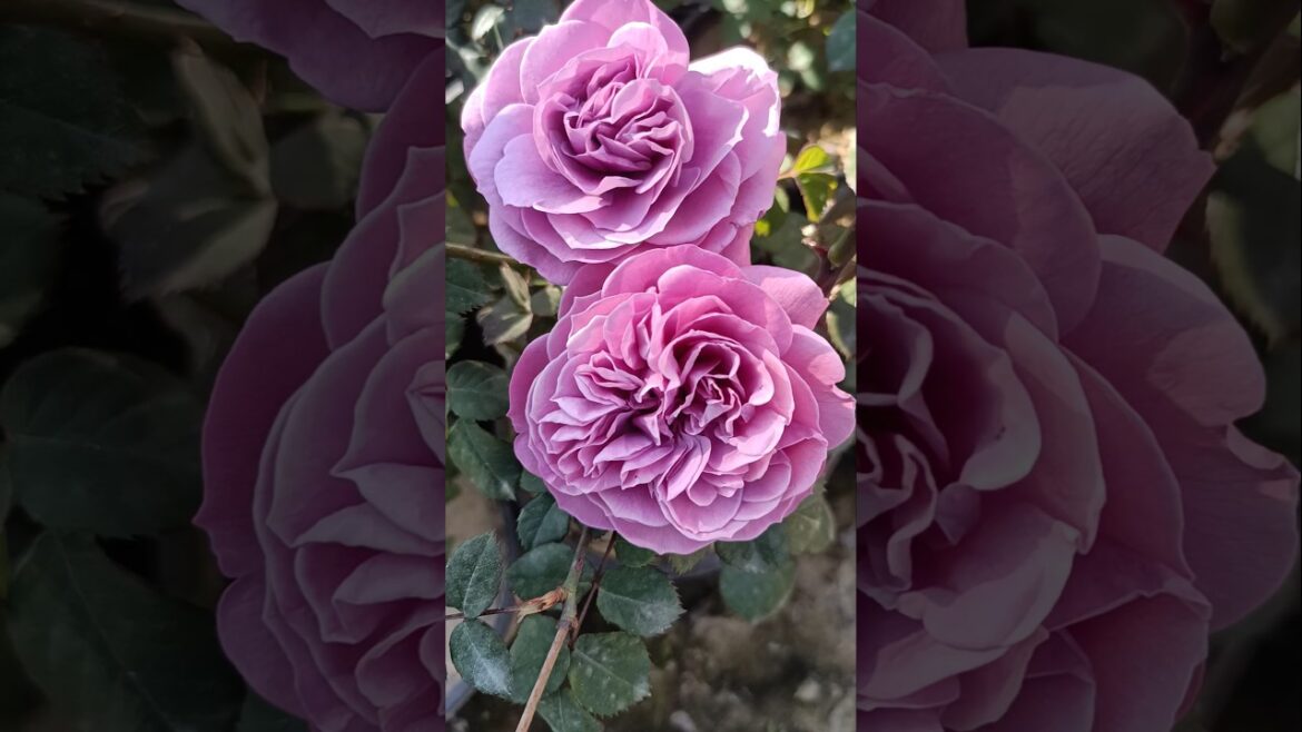 Beautiful purple roses for your garden #rose #purpleroses #rosegarden