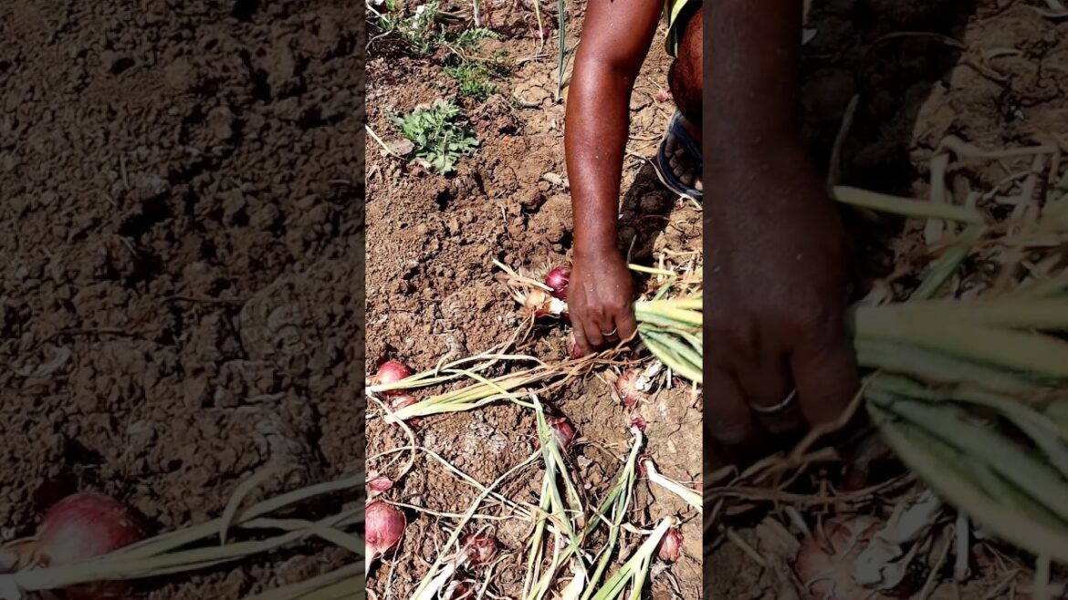 Onion Harvesting under Hot Sun #shorts
