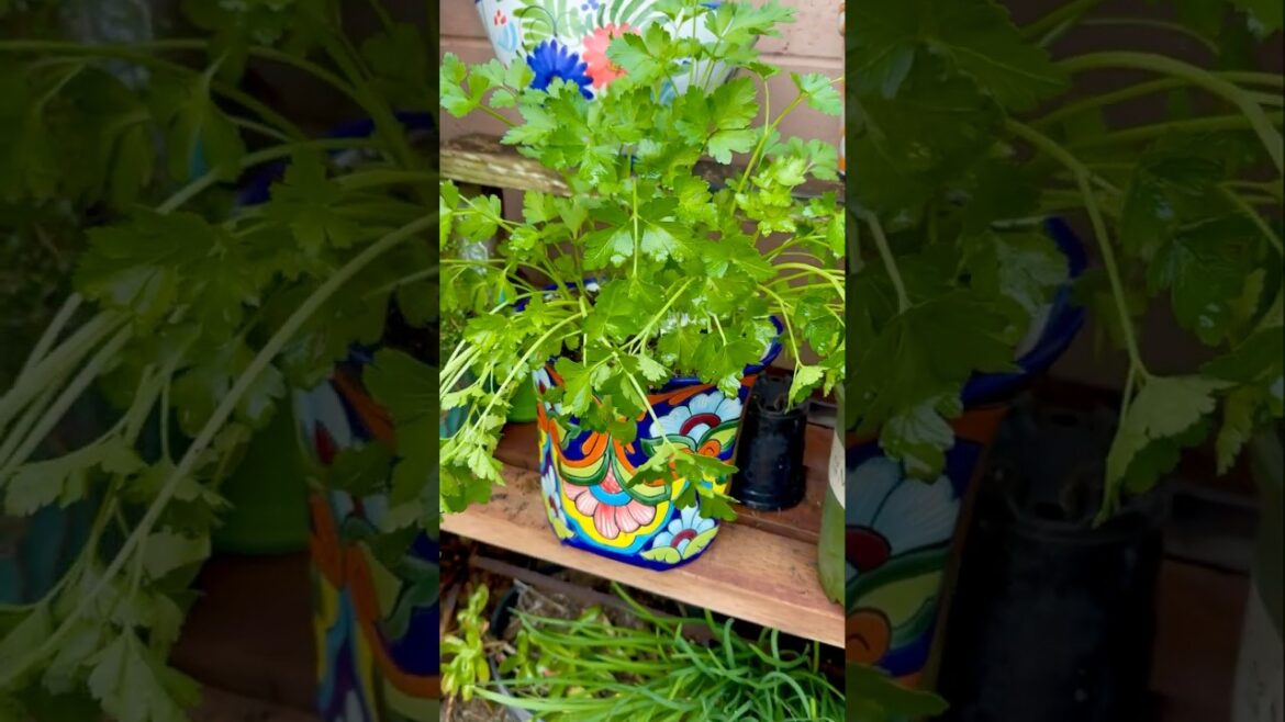 Small Winter Vegetable Container Garden #zone10 #containervegetablegarden #smallvegetablegarden